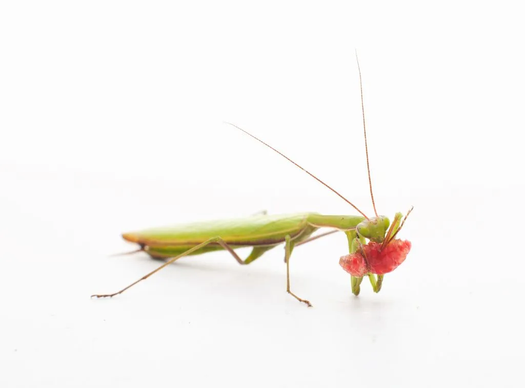 /img/18059-mantis-vision.webp