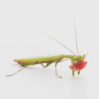 /img/18059-mantis-vision.webp
