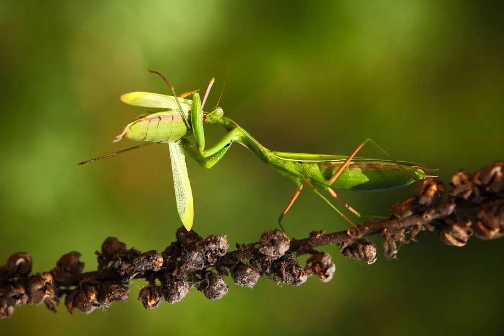 18059 praying mantis eating tarantula