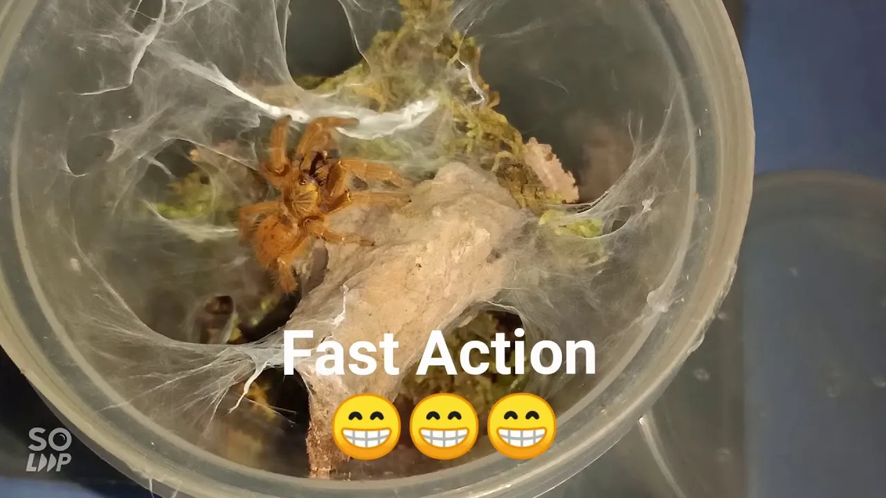 18060 feeding frequency