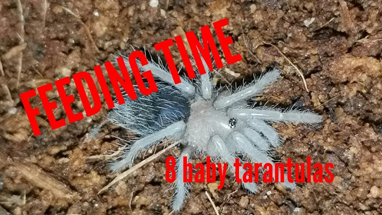 18060 live prey options