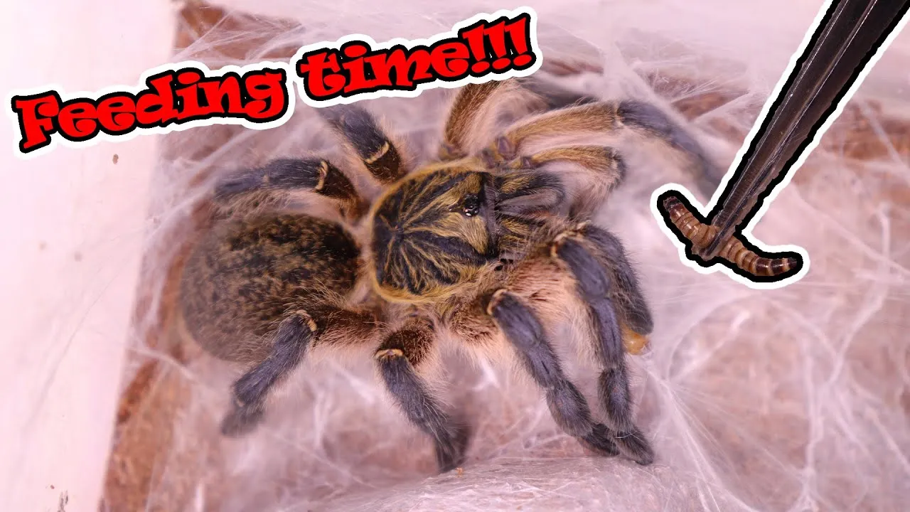 18060 pre killed prey