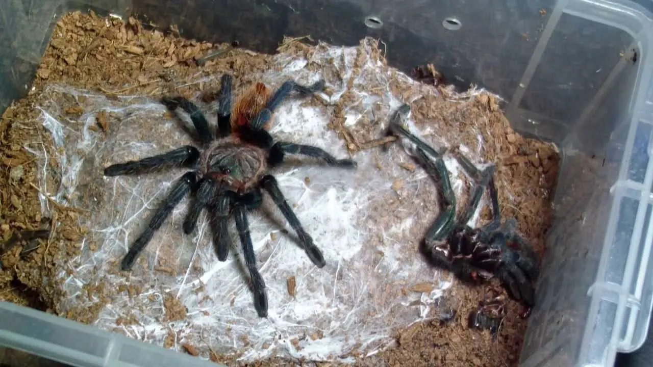 /img/18060-tarantula-health.webp