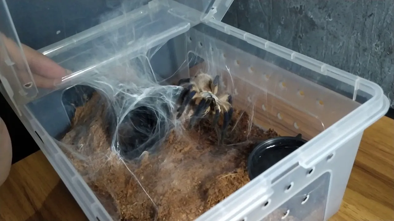 18060 tarantula refusing food