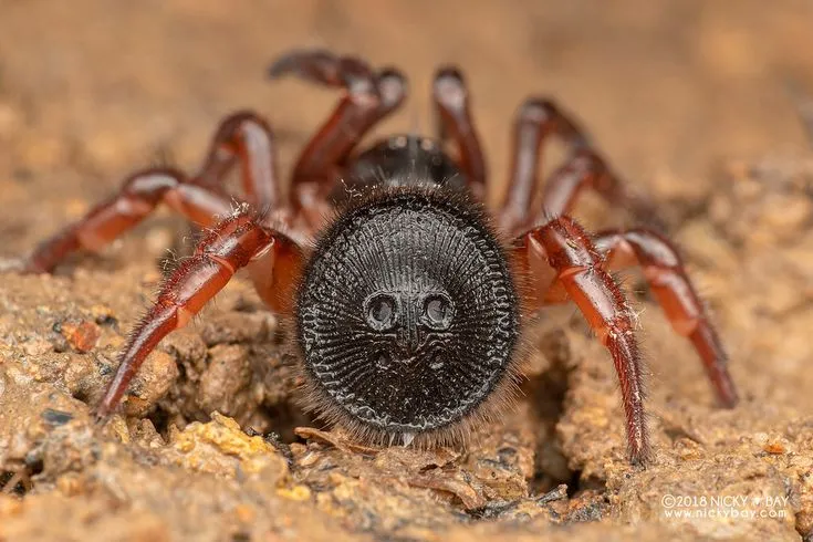 18061 tarantula venom
