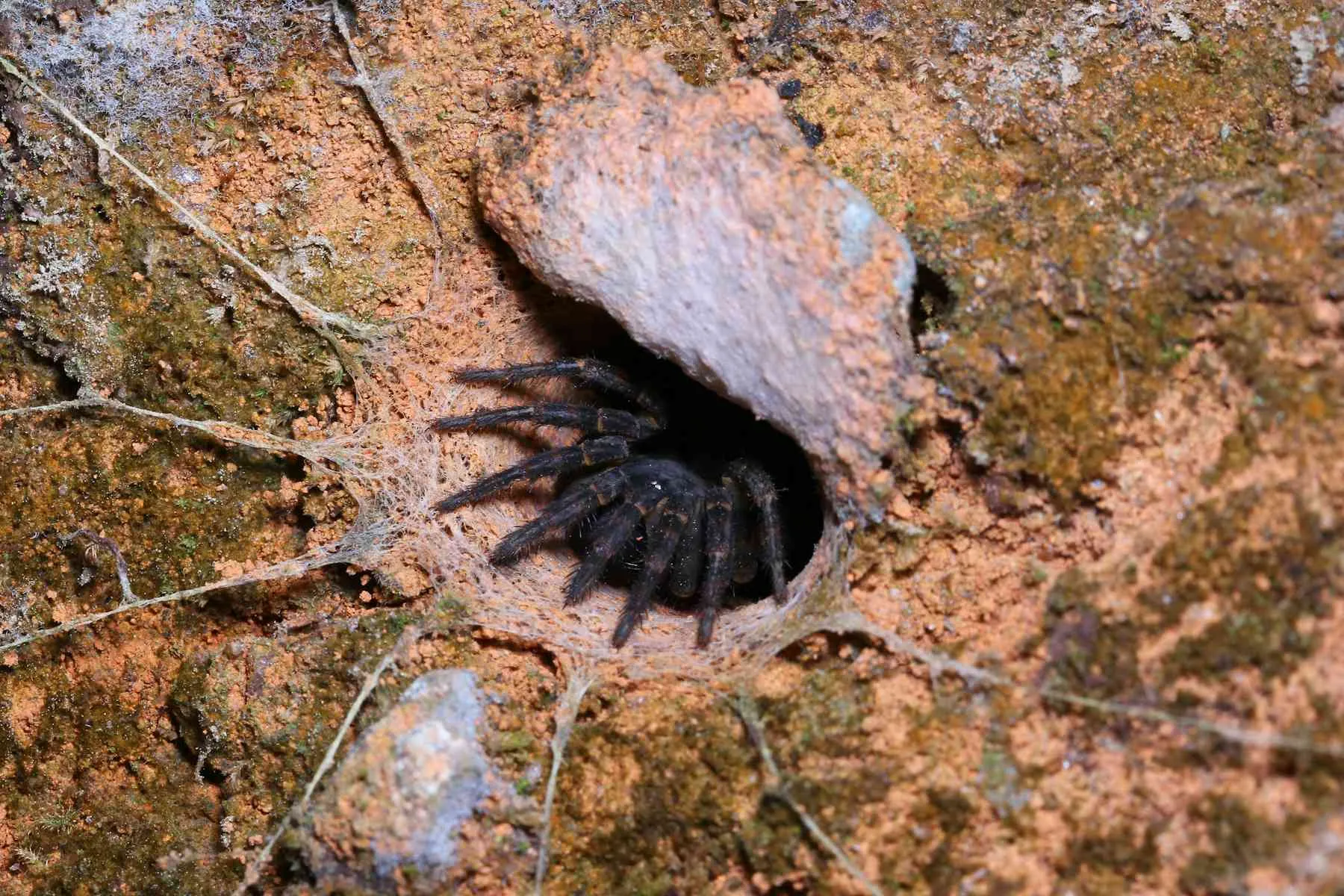 18061 tarantula vs trapdoor spider size