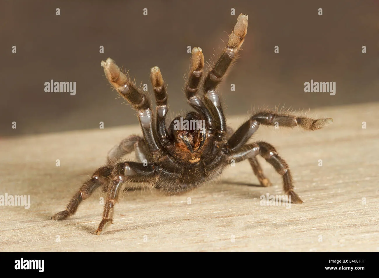 18061 trapdoor spider burrow