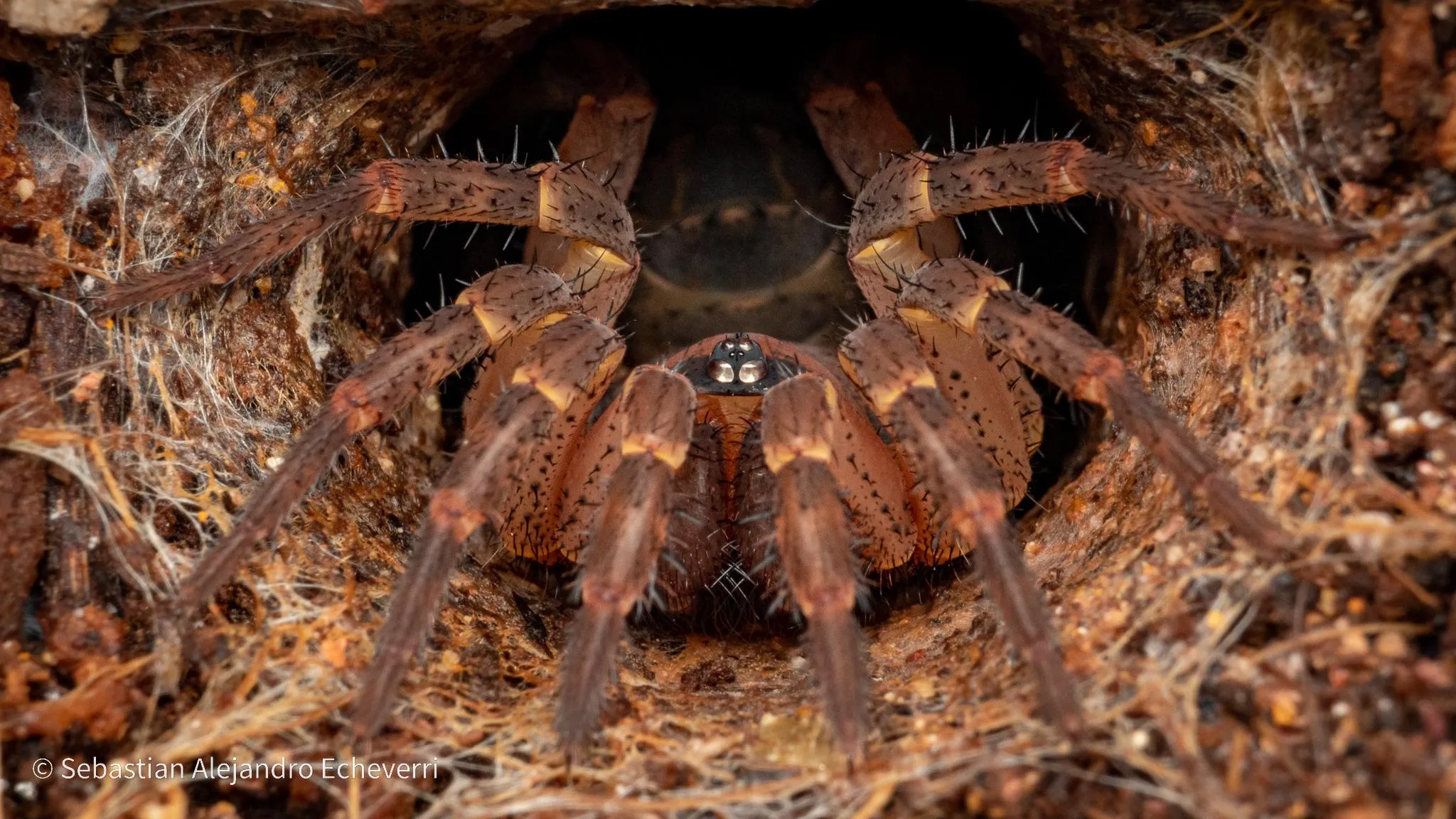 /img/18061-trapdoor-spider-hunting.webp