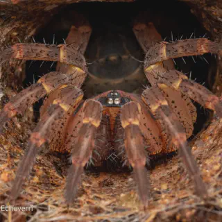 /img/18061-trapdoor-spider-hunting.webp