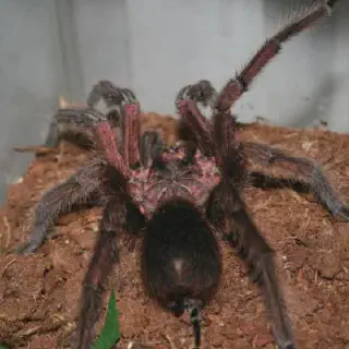 /img/18062-haitian-brown-tarantula-care.webp