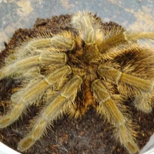 18062 haitian brown tarantula defensive