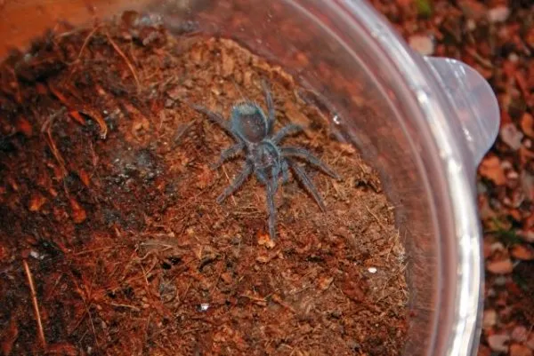 18062 haitian brown tarantula enclosure