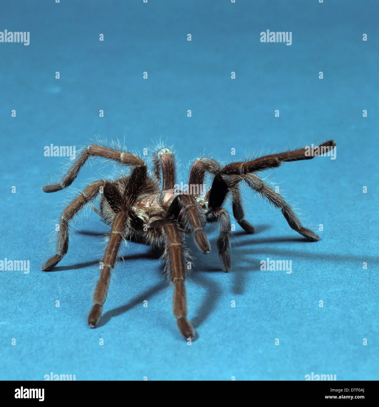 18062 haitian brown tarantula venom