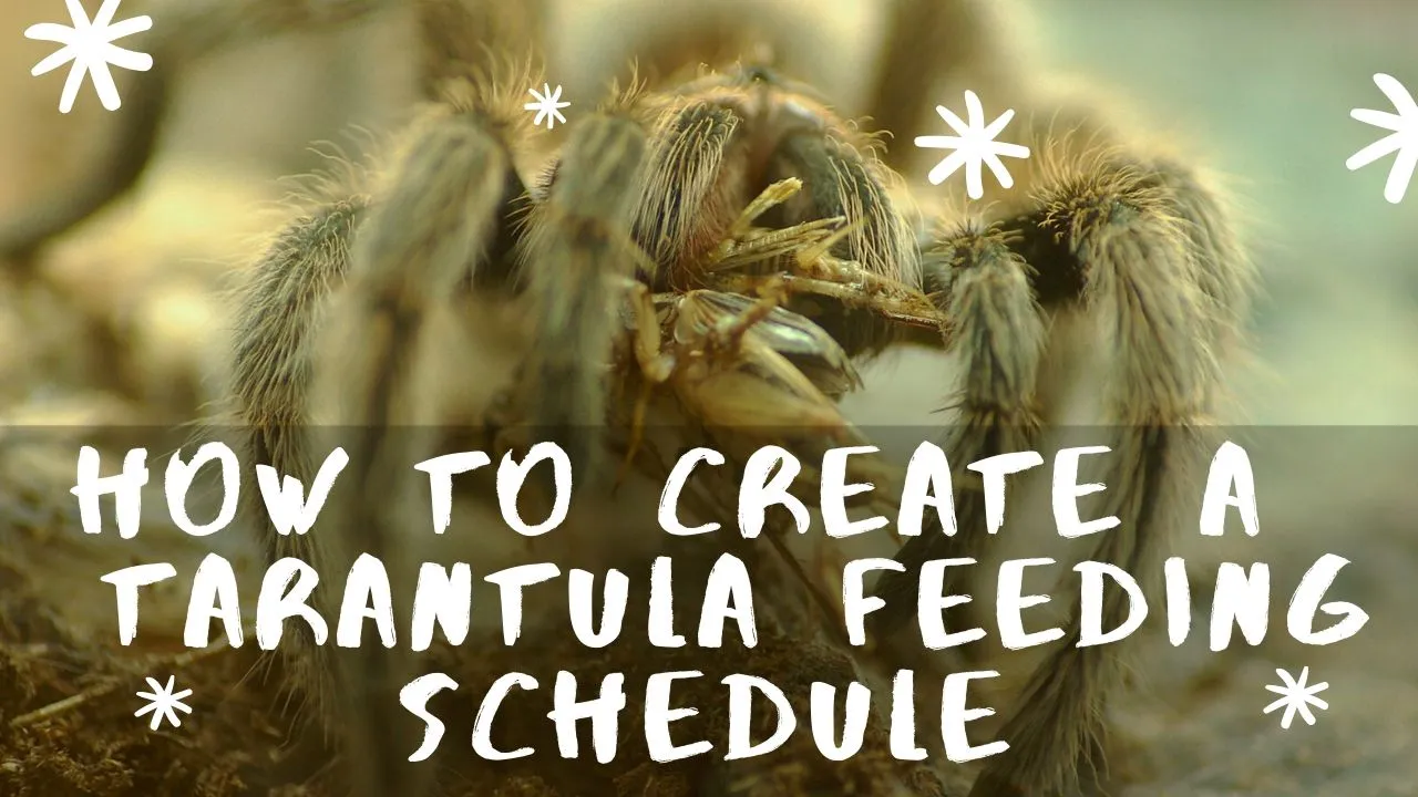 18063 tarantula refusing food