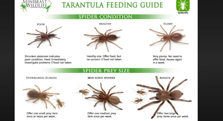 18063 tarantula water dish