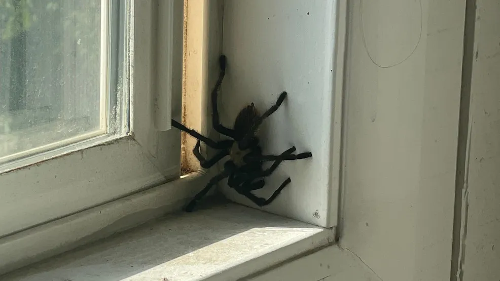 18064 barrier methods for ants