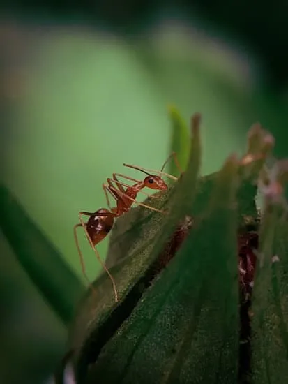 18064 cleaning tarantula enclosure