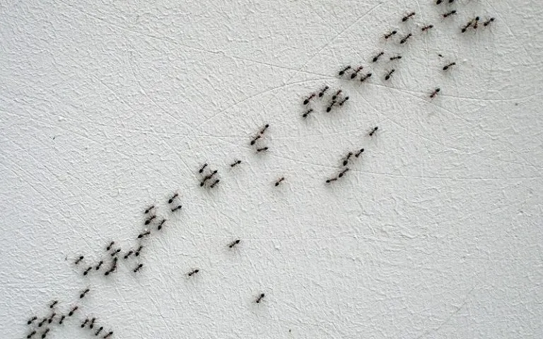 18064 red imported fire ant colony