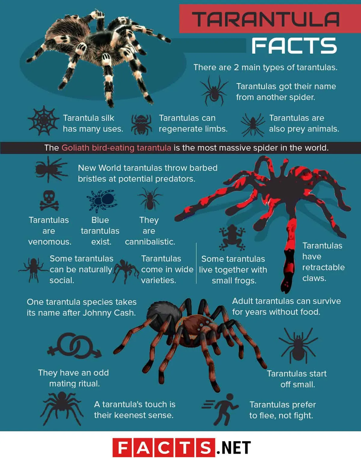 18065 asian tarantula