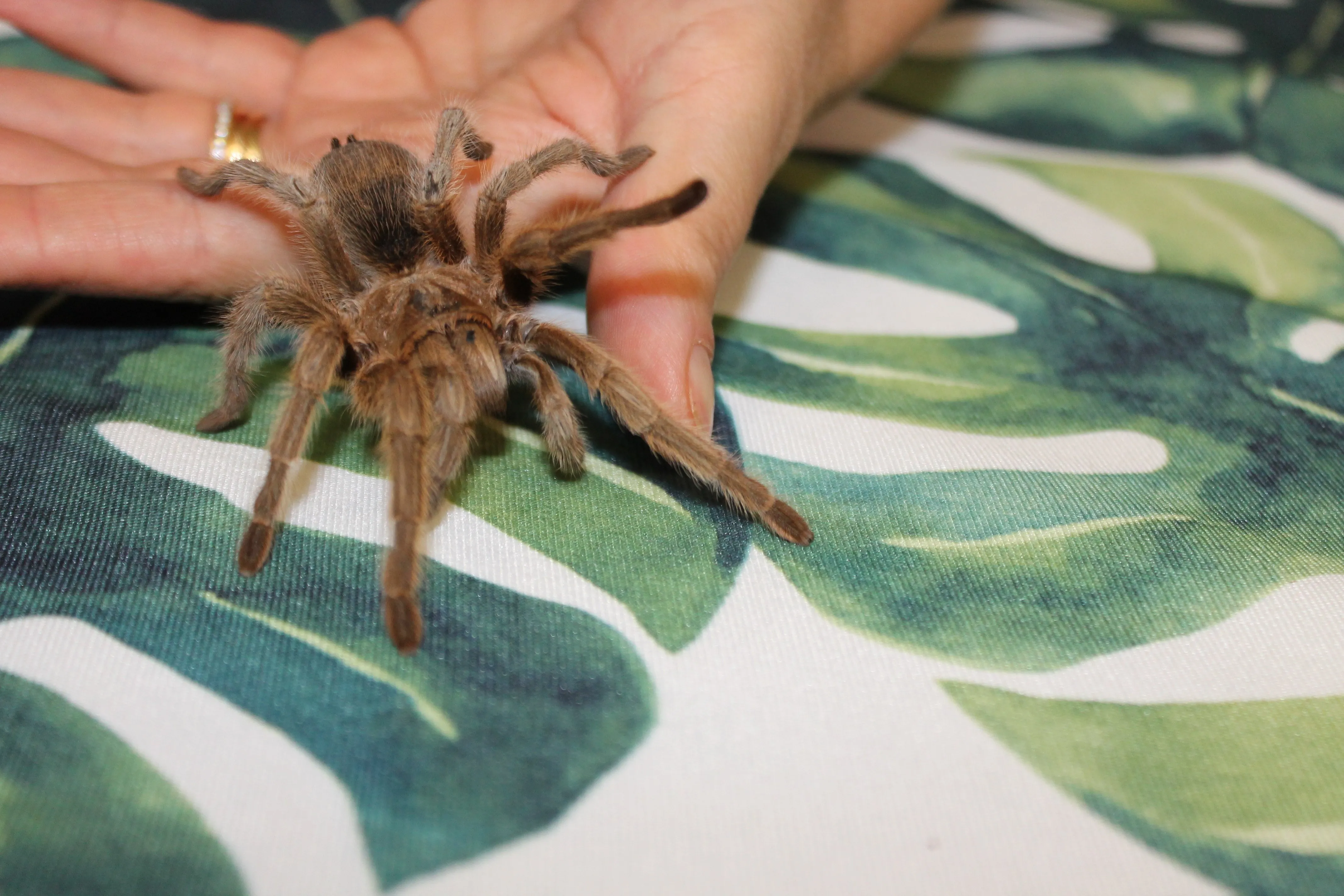 18065 australian tarantula