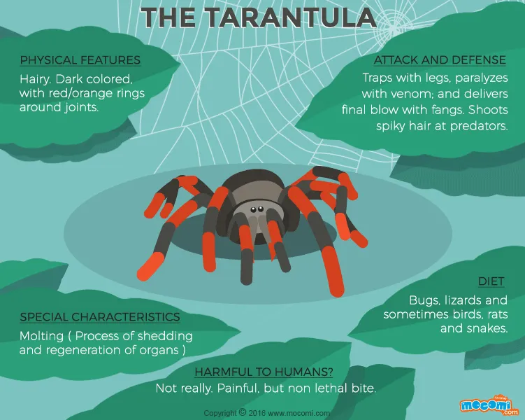 18065 north american tarantula