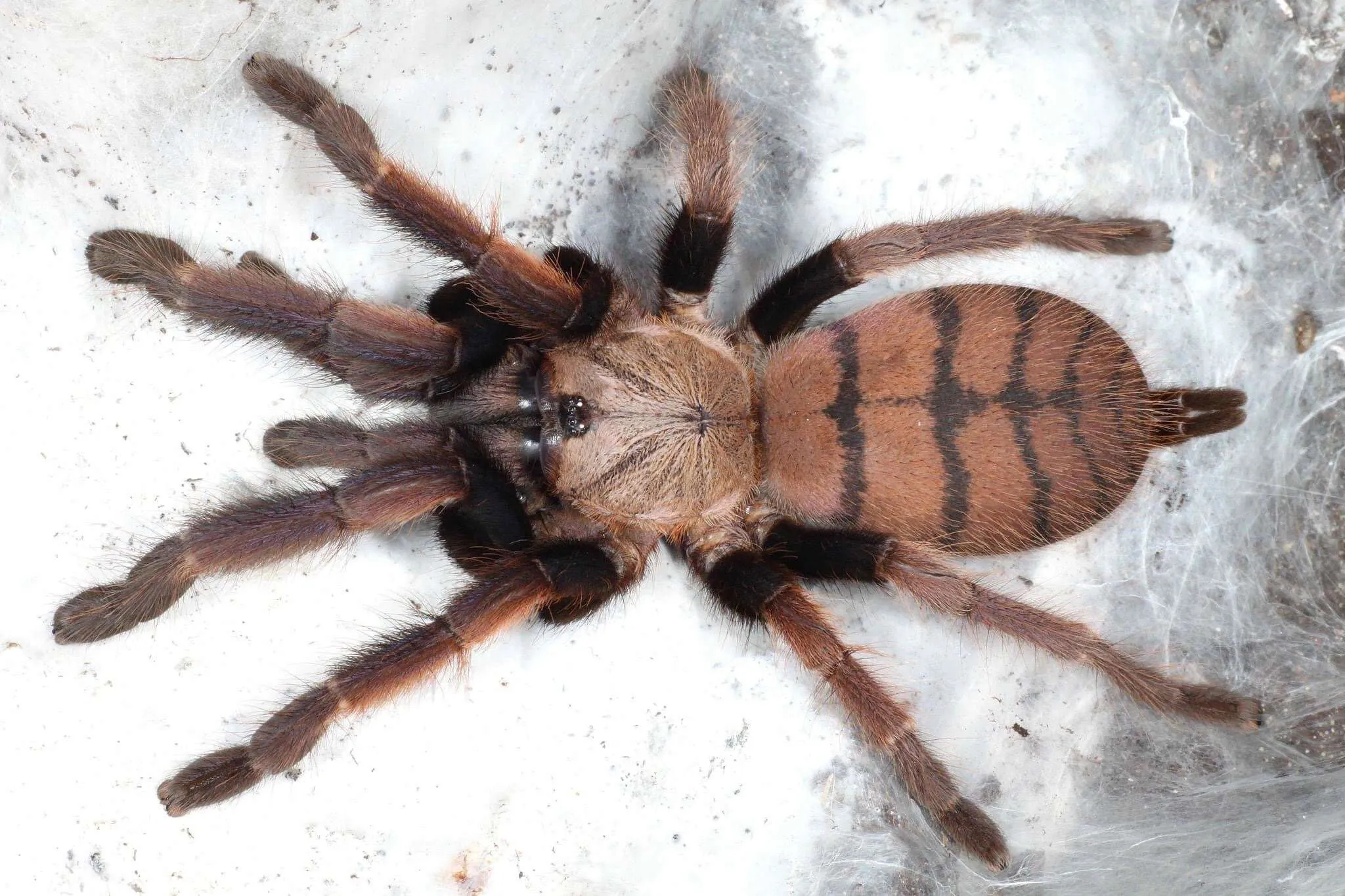 18065 south american tarantula
