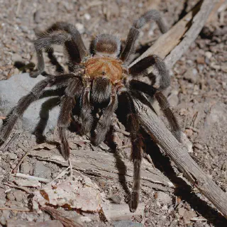 /img/18065-tarantula-burrow.webp