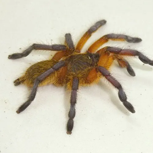 18067 golden blue leg baboon breeder