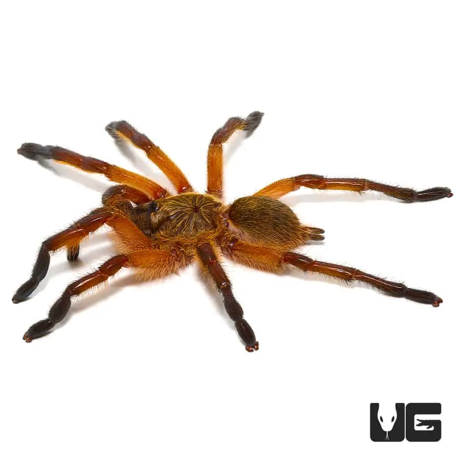 18067 golden blue leg baboon habitat