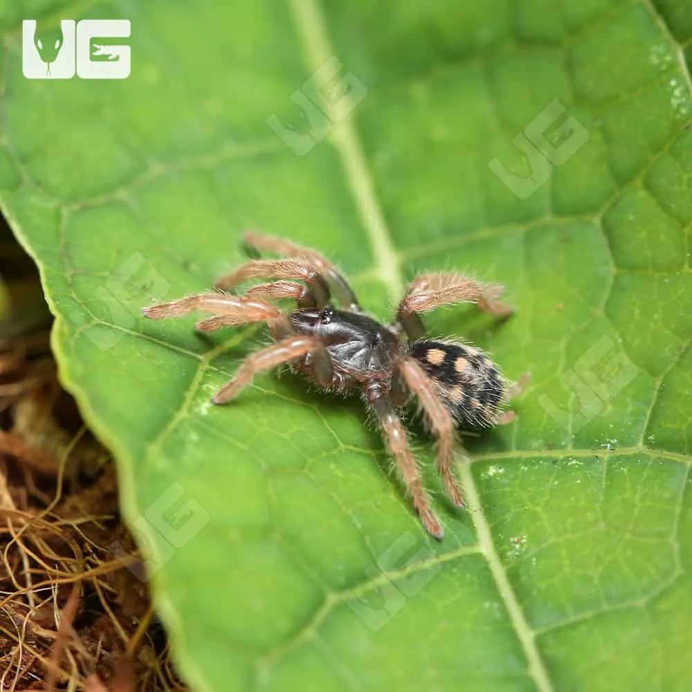 18070 pumpkin patch tarantula uk behavior