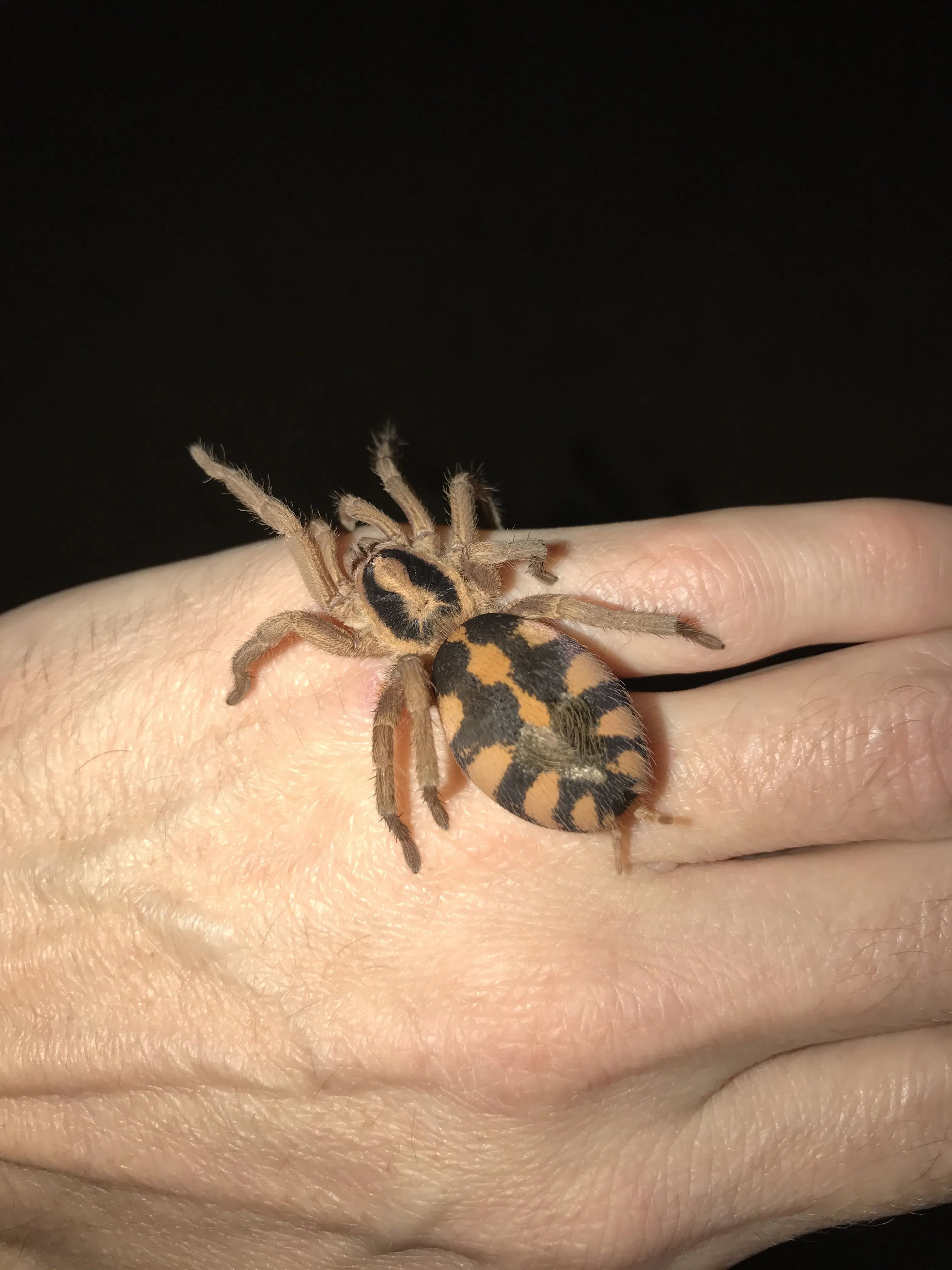 18070 pumpkin patch tarantula uk environment