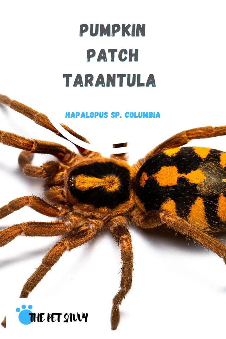 18070 pumpkin patch tarantula uk habitat