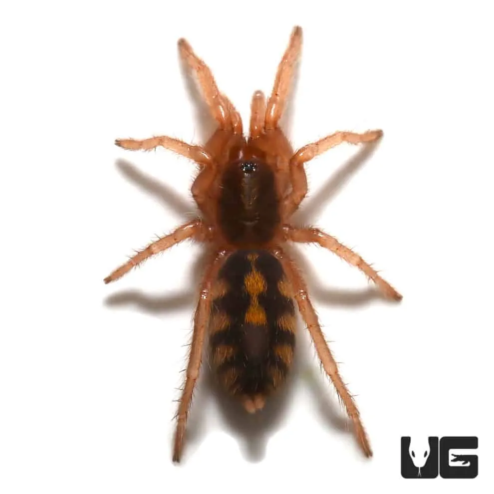 18070 pumpkin patch tarantula uk life cycle