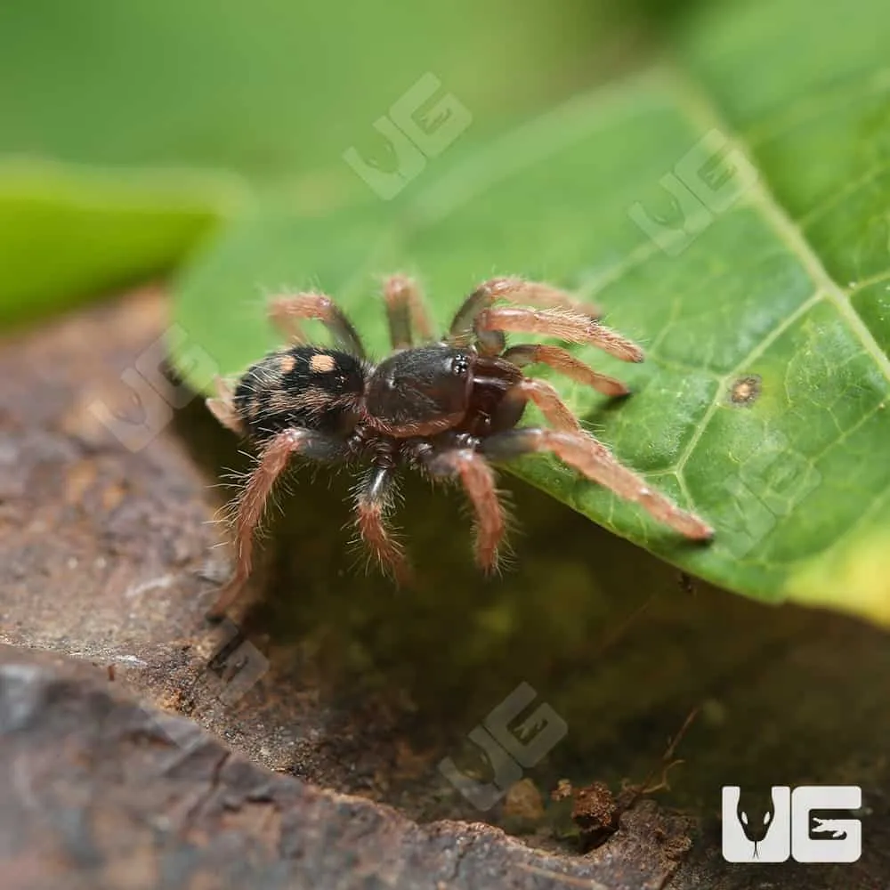 /img/18070-pumpkin-patch-tarantula-uk-venom.webp