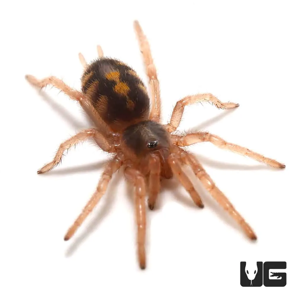18070 uk pumpkin patch tarantula conservation