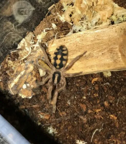 18070 uk pumpkin patch tarantula size