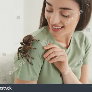 /img/18071-post-handling-tarantula-care.webp