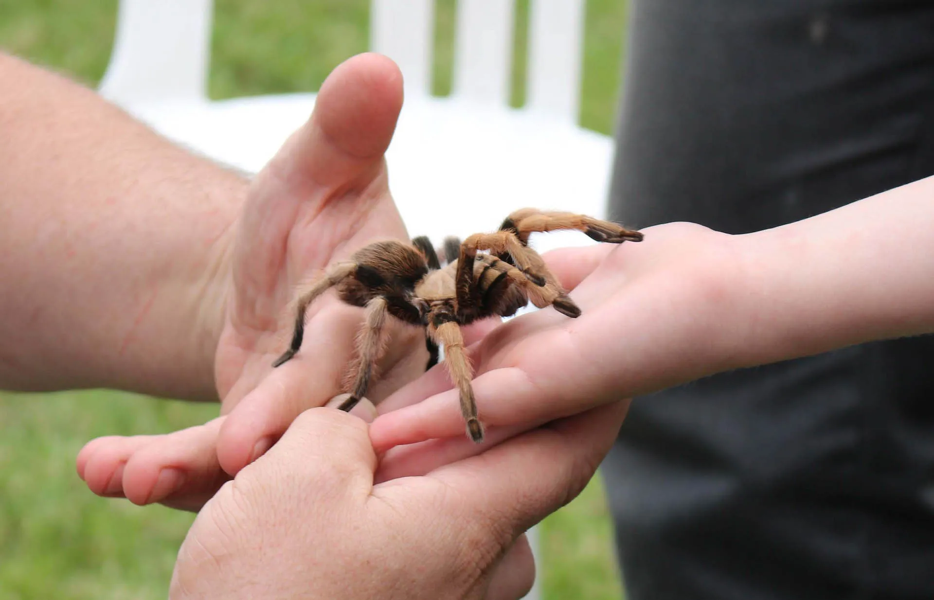 18071 safe tarantula handling techniques