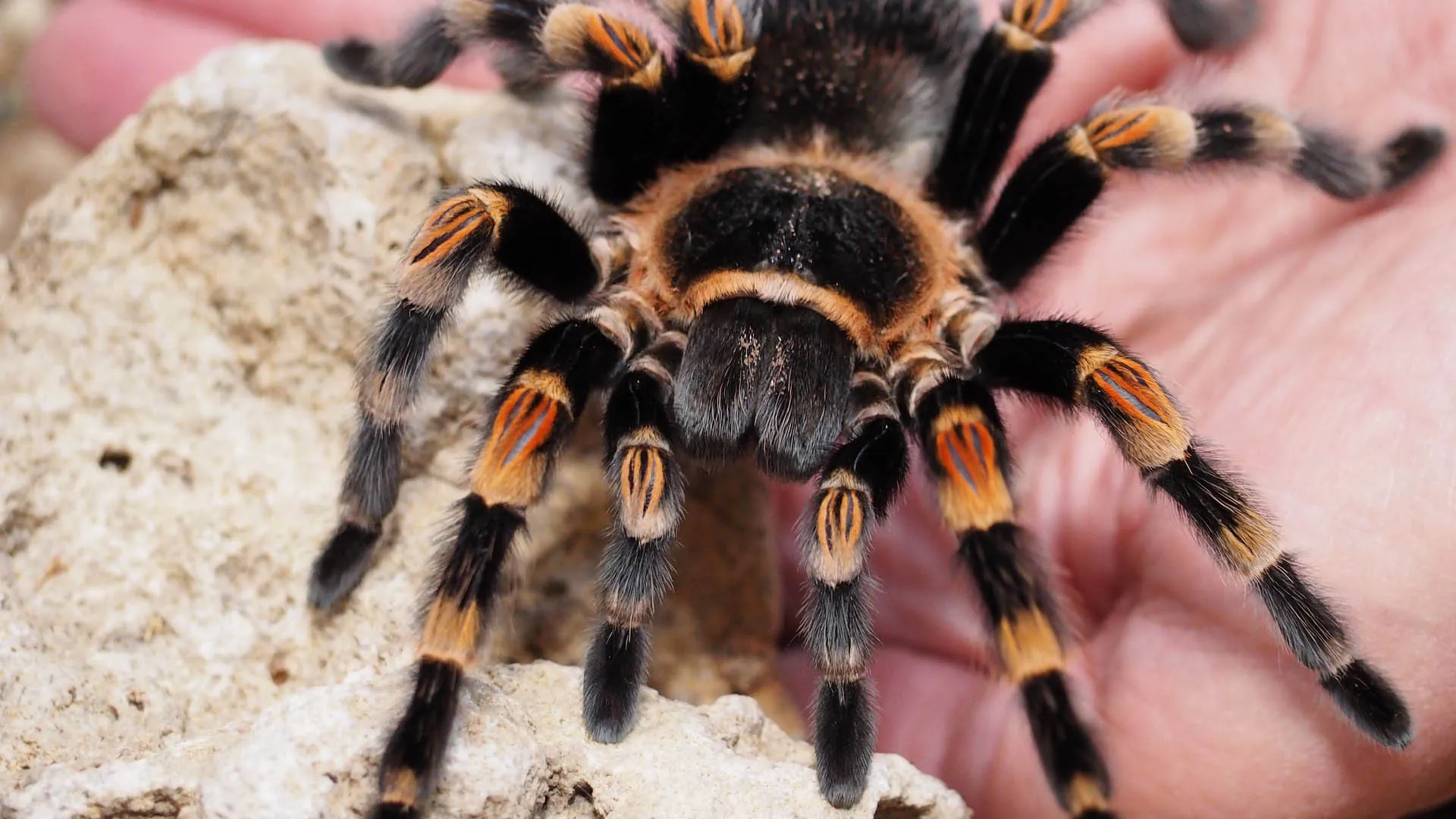 18071 tarantula stress signals