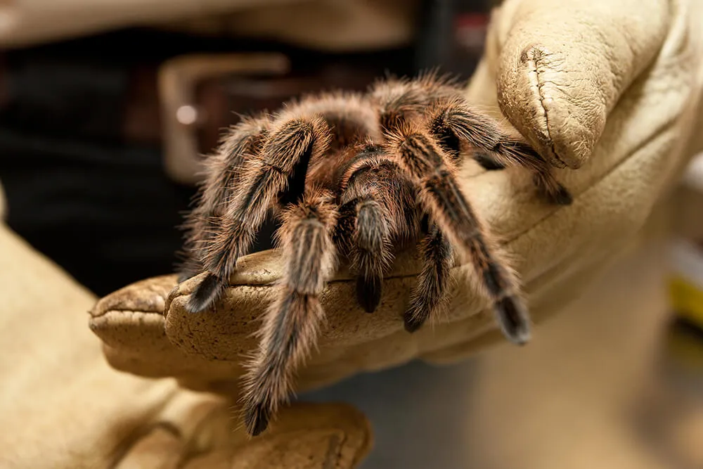 /img/18072-healthy-tarantula-enclosure.webp