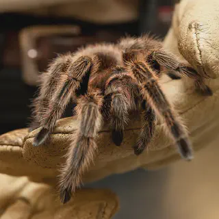 /img/18072-healthy-tarantula-enclosure.webp