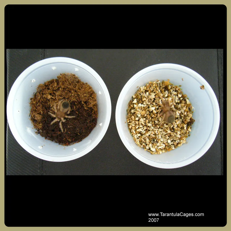 18072 pothos plant tarantula