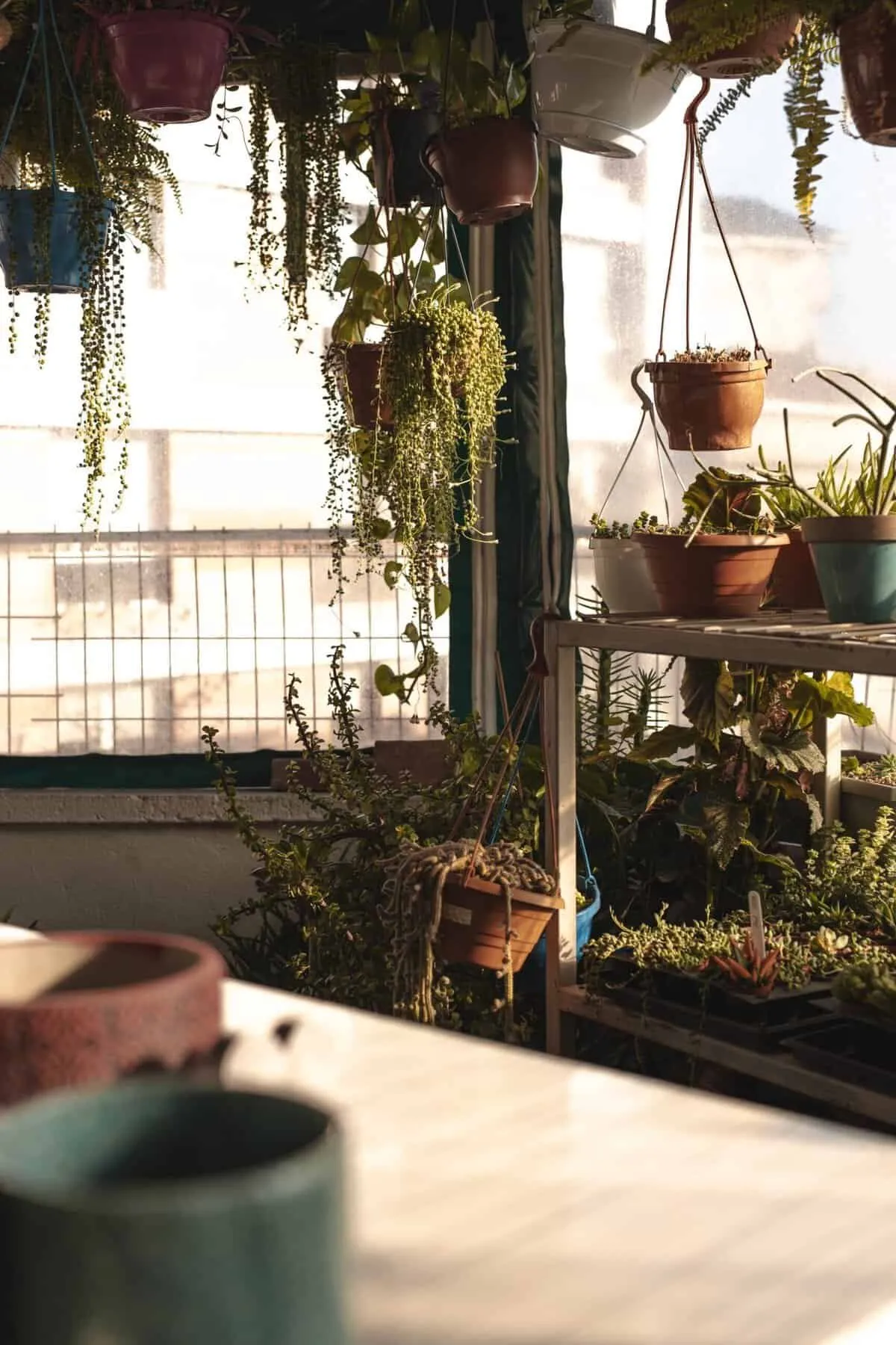 18072 snake plant tarantula