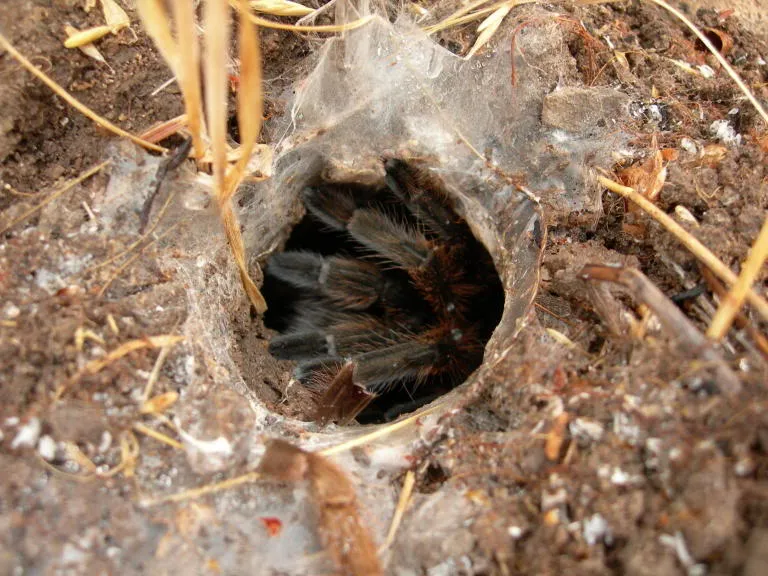 18072 spider plant tarantula