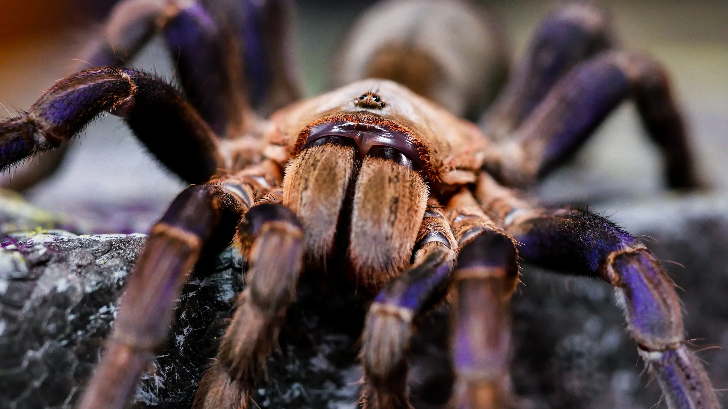 18072 tarantula with pothos
