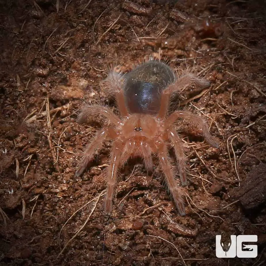 18074 chaco golden knee tarantula enclosure