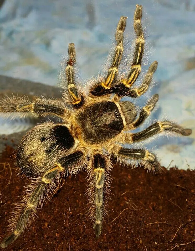 18074 chaco golden knee tarantula misting