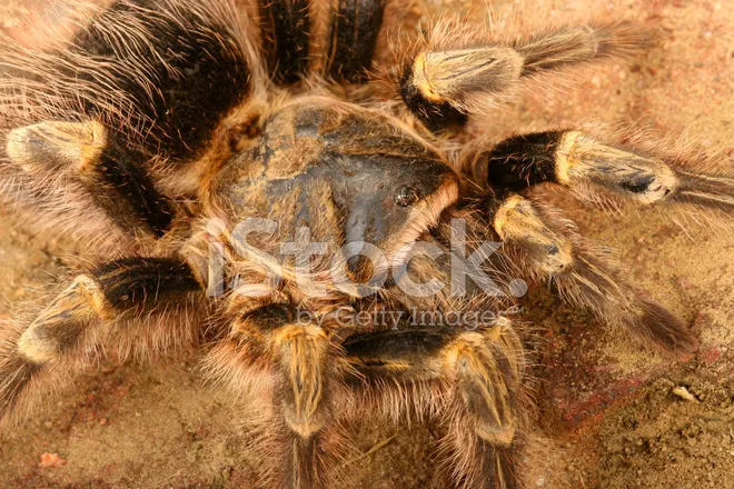/img/18074-chaco-golden-knee-tarantula-molting.webp