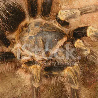 /img/18074-chaco-golden-knee-tarantula-molting.webp