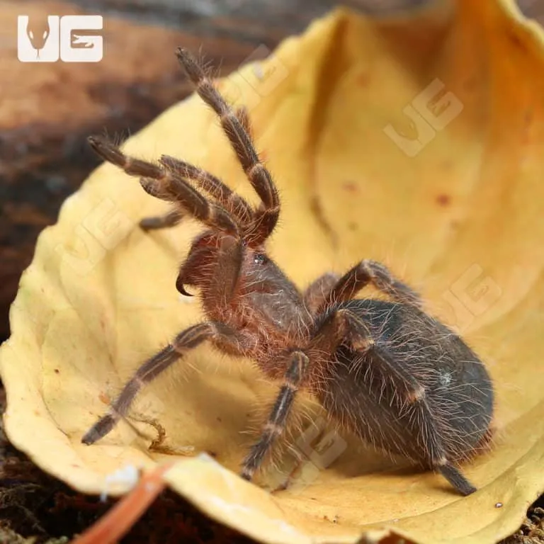18074 chaco golden knee tarantula ventilation